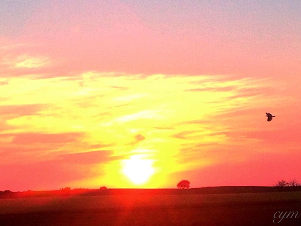 Bless America Had my camera out at the right time, captured this Bald Eagle at the right moment!  Bald Eagle,Haliaeetus leucocephalus