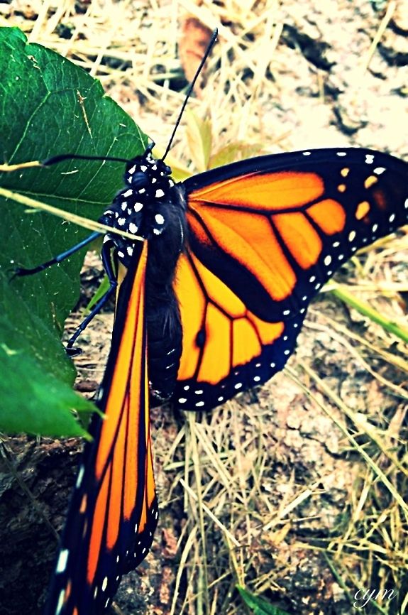image  Danaus plexippus,Monarch