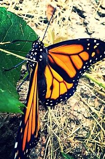 image  Danaus plexippus,Monarch