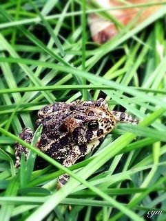 Sunbathing  American toad,Anaxyrus americanus,Bufo americanus