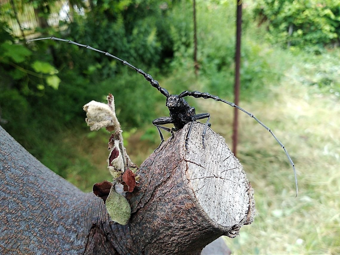 Longhorn Bettle taken in Tankovo village, Bulgaria