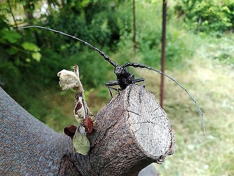 Longhorn Bettle taken in Tankovo village, Bulgaria