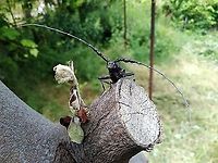 Longhorn Bettle taken in Tankovo village, Bulgaria