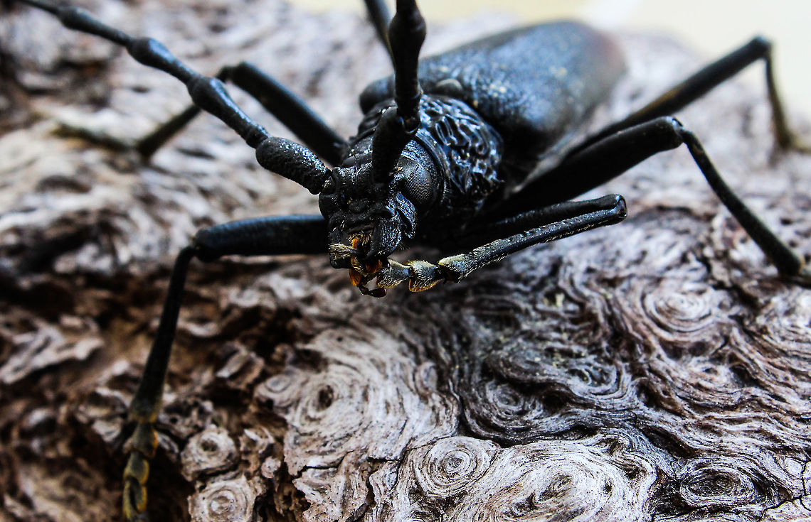 Macro longhorn beetle &quot;Mum always taught me to wash my feet&quot;.