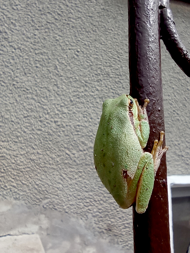 "Stuck to the pole" European tree frog European Tree frog,European tree frog,Fall,Hyla arborea,frog