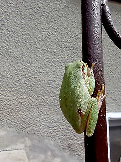 "Stuck to the pole" European tree frog European Tree frog,European tree frog,Fall,Hyla arborea,frog
