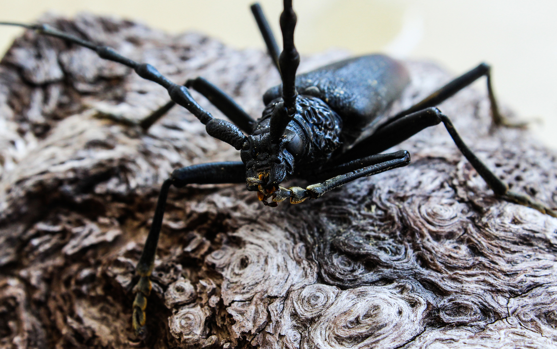 Always keep your feet clean!!!  Aprosictus duivenbodei,Longhorn Beetle Aprosictus