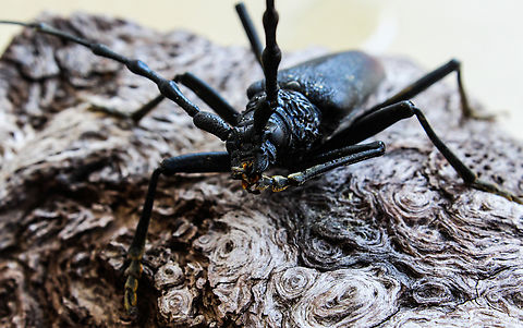 Always keep your feet clean!!!  Aprosictus duivenbodei,Longhorn Beetle Aprosictus