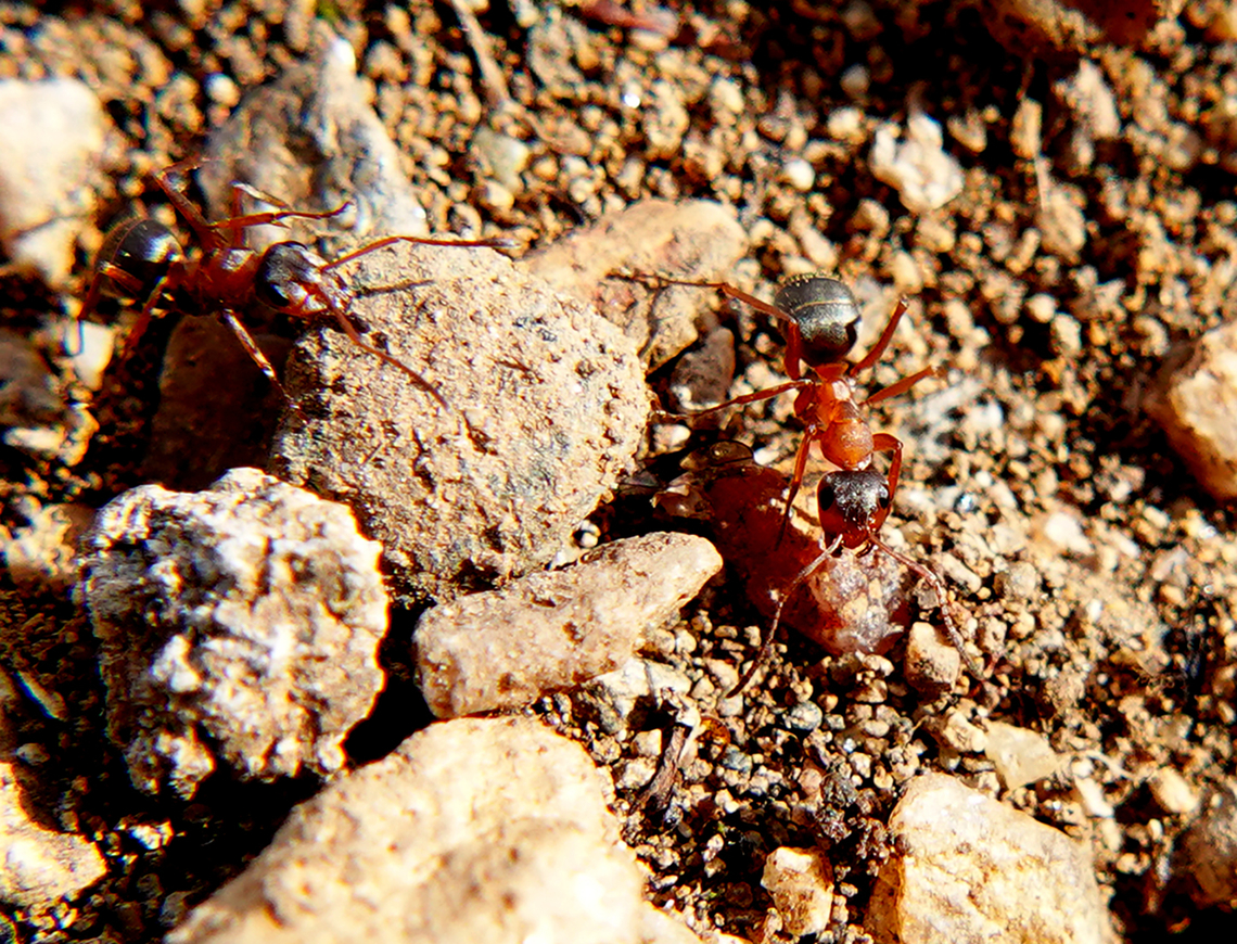 Spring has sprung  Red ants nest in the garden