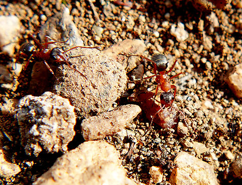 Spring has sprung  Red ants nest in the garden