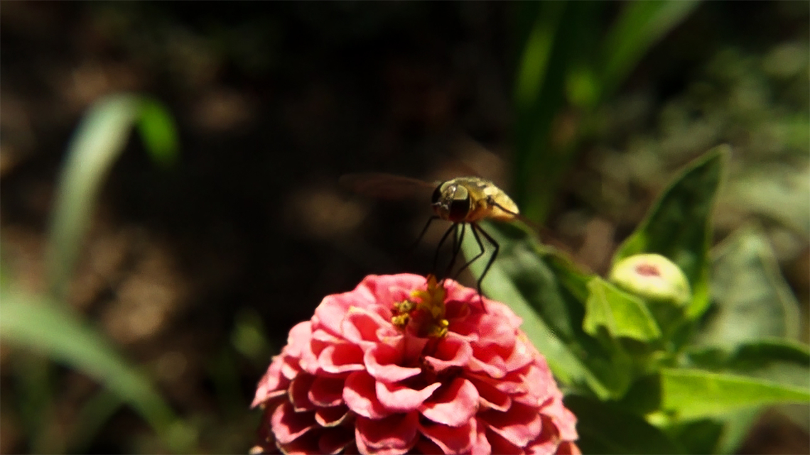 Bee on flower