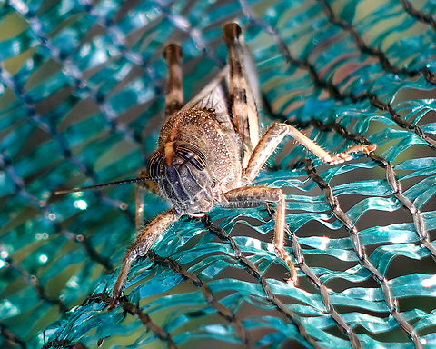 Here's looking at you Big grasshopper on garden mesh