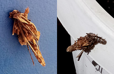 Bagworm or hawkshead moth chrysalis  Common Bagworm Moth,Psyche casta