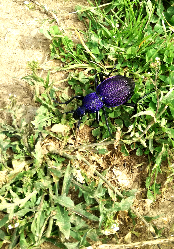 Violet ground beetle  Carabus violaceus,Violet ground beetle