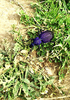 Violet ground beetle  Carabus violaceus,Violet ground beetle