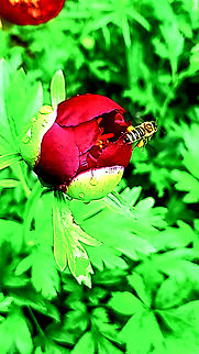 Fully loaded Honey bee with full leg sacs