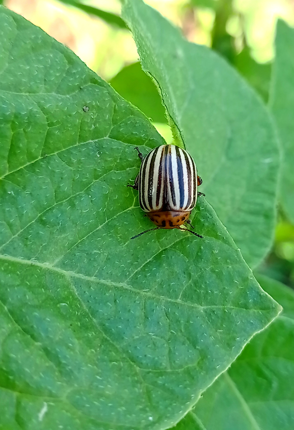 Colorado beetle Who's eating my potatoes? Colorado potato beetle,Leptinotarsa decemlineata