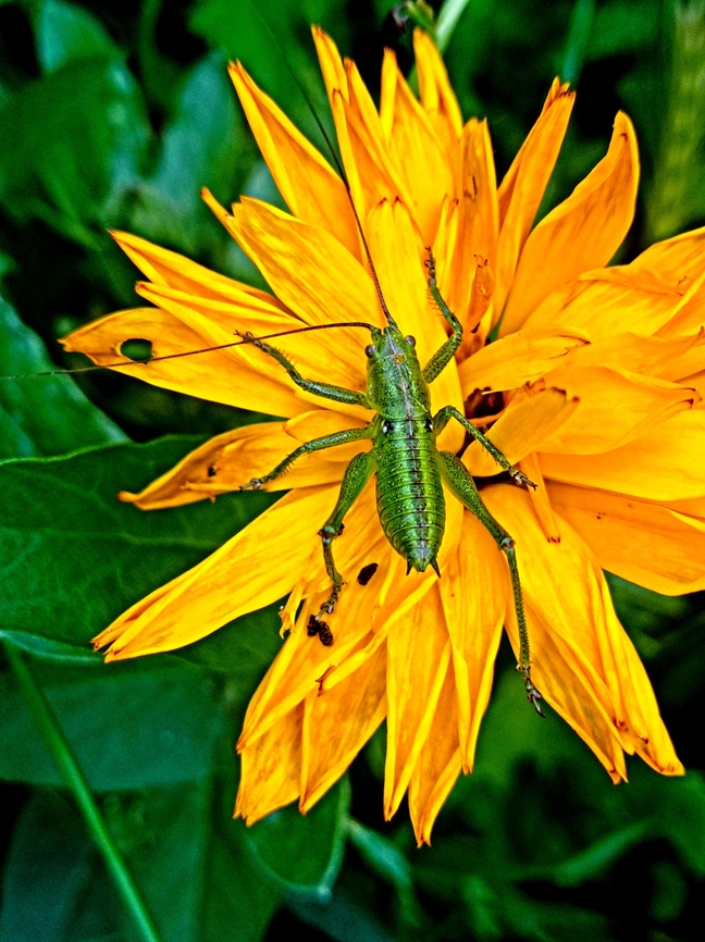 Little green grasshopper