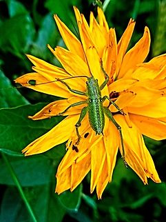 Little green grasshopper