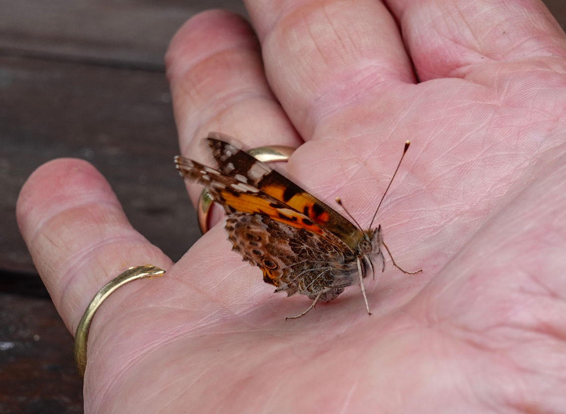 Fragility !!! Painted lady butterfly Painted Lady,Vanessa cardui