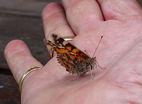 Fragility !!! Painted lady butterfly Painted Lady,Vanessa cardui