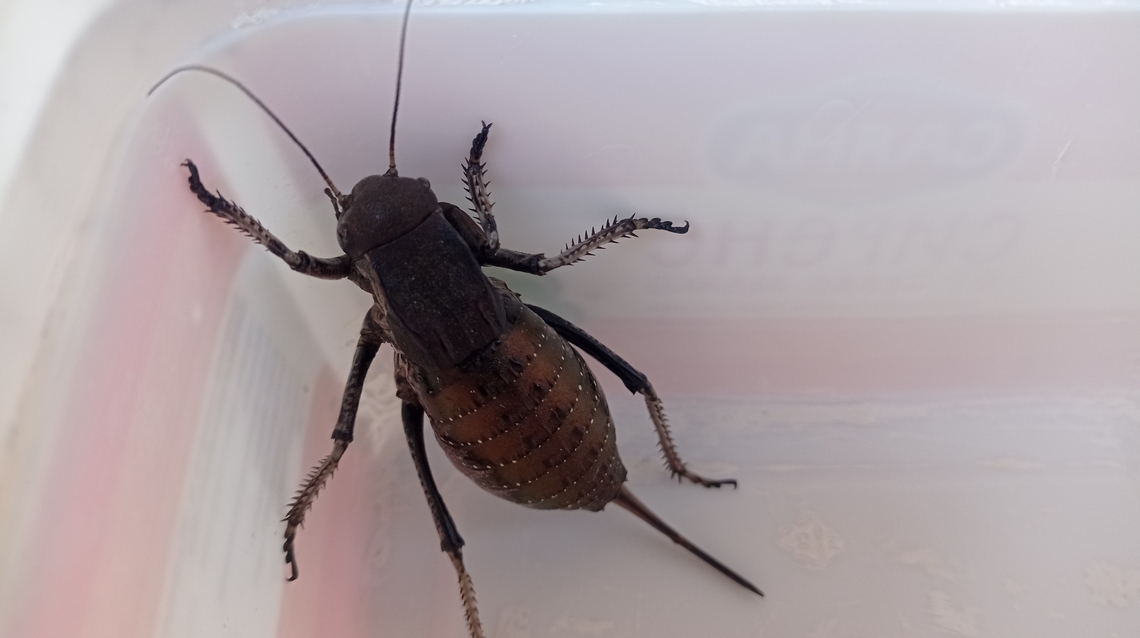 Bronze glandular bush cricket found this guy in the garden, about 35-40 mm long Bush cricket,Pholidoptera femorata