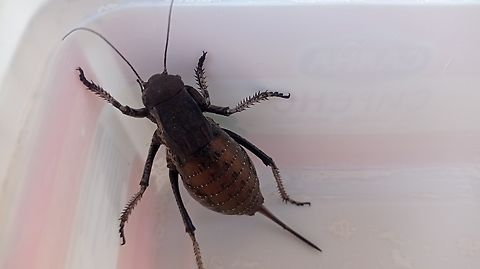 Bronze glandular bush cricket found this guy in the garden, about 35-40 mm long Bush cricket,Pholidoptera femorata
