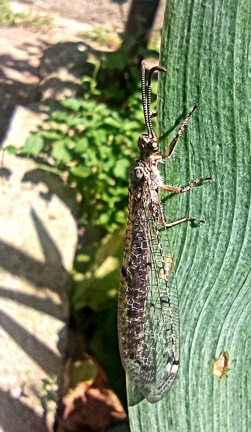 Antlion fly