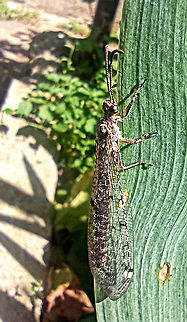 Antlion fly