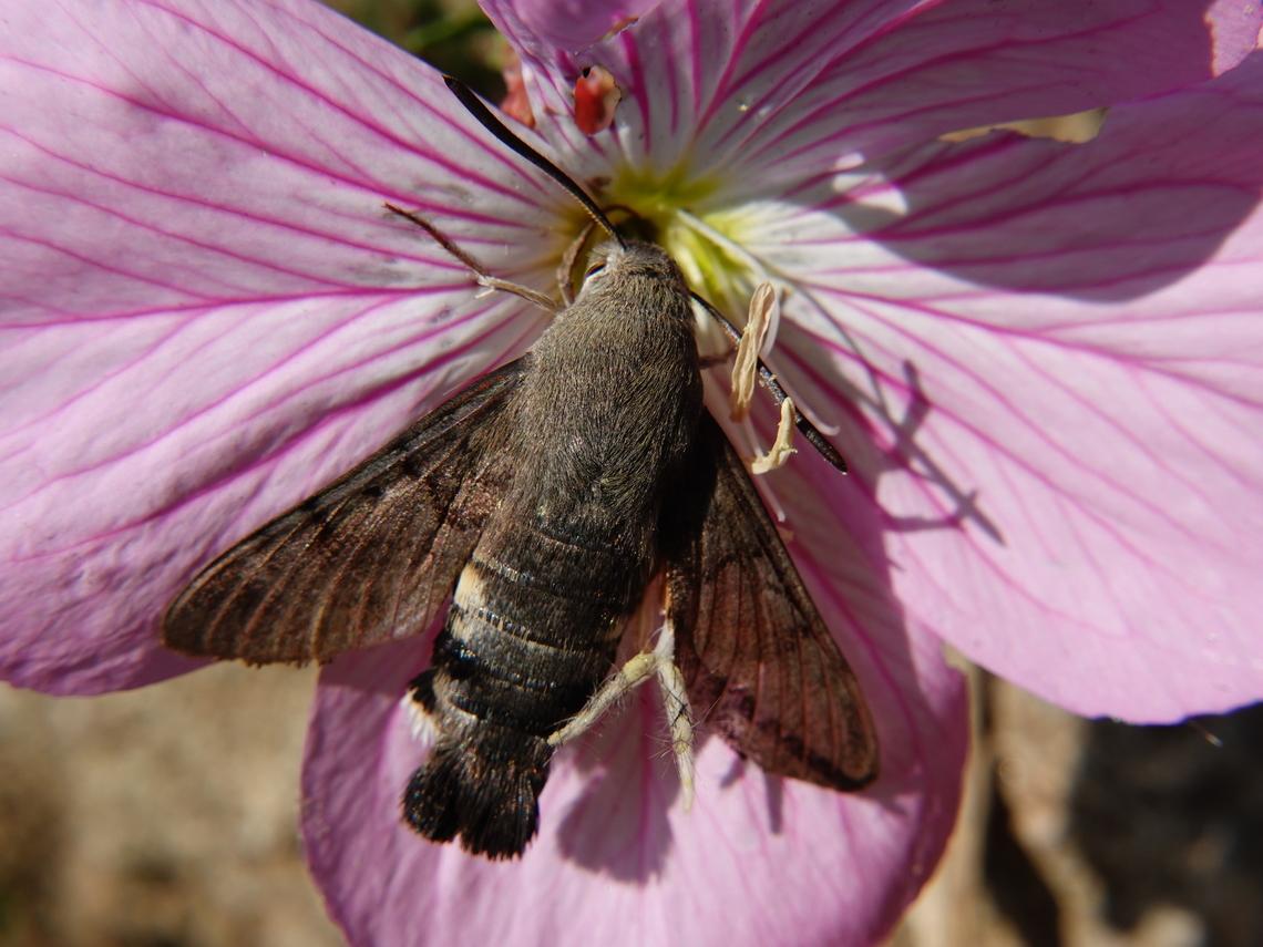 Hummingbird moth watch it in slo mo, <section class="video"><iframe width="448" height="282" src="https://www.youtube-nocookie.com/embed/yfinR5MDppA?hd=1&autoplay=0&rel=0" frameborder="0" allowfullscreen></iframe></section>