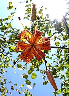 Sun kissed Tiger Lily Lilium lancifolium,Tiger Lily