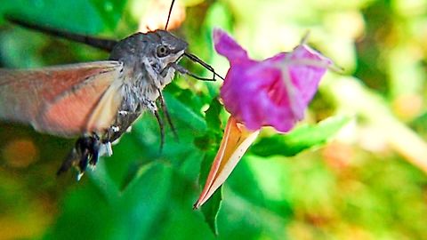 Hummingbird moth Found this little guy in the garden Hummingbird hawk-moth,Macroglossum stellatarum