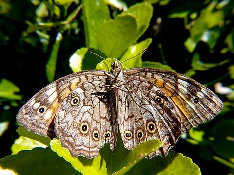 Painted lady (underside) Found this beauty in garden, dead sadly Painted Lady,Vanessa cardui