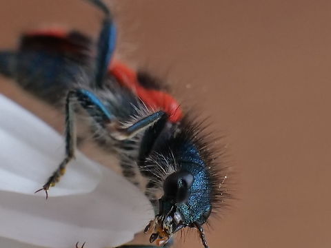 (Trichodes apiarius) Bee eating beetle (Trichodes apiarius),Trichodes apiarius