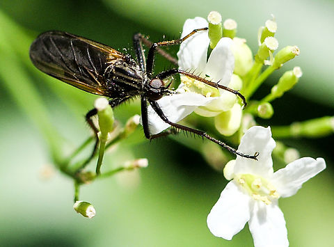 Empis tessellata (March Fly) Empis tessellata (March Fly) Empis tessellata,Hanging Fly