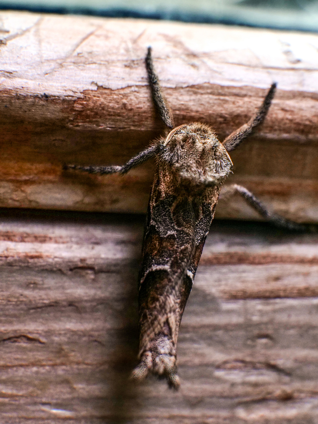 Unknown found this on my door, Can&#039;t seem to identify it, any help would be appreciated?