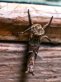 Unknown found this on my door, Can't seem to identify it, any help would be appreciated?