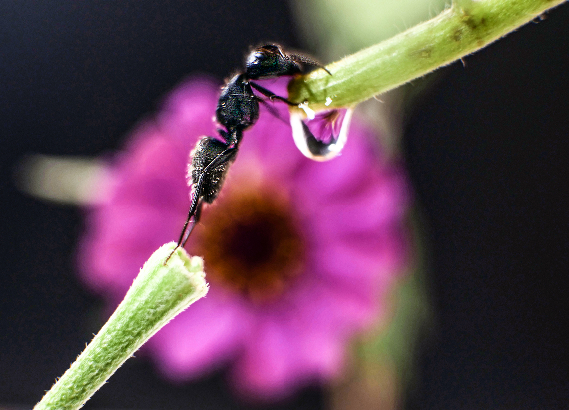Black ant Stretch on refraction background Lasius fuliginosus,Little black ant,Monomorium minimum,black ant