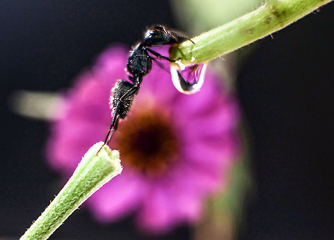 Black ant Stretch on refraction background Lasius fuliginosus,Little black ant,Monomorium minimum,black ant