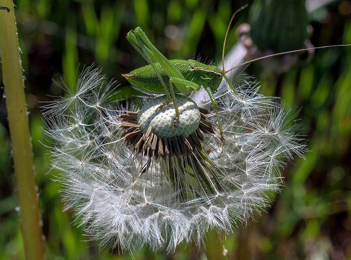 Grasshopper_on_dandelion A macro shot of grasshopper on dandelion