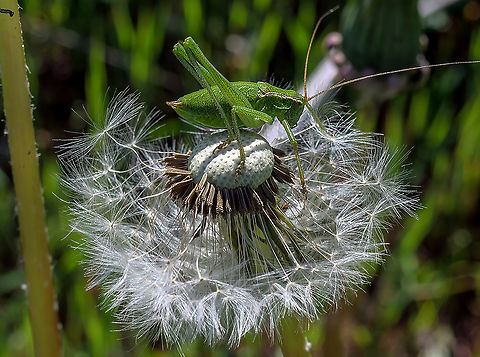 Grasshopper_on_dandelion A macro shot of grasshopper on dandelion