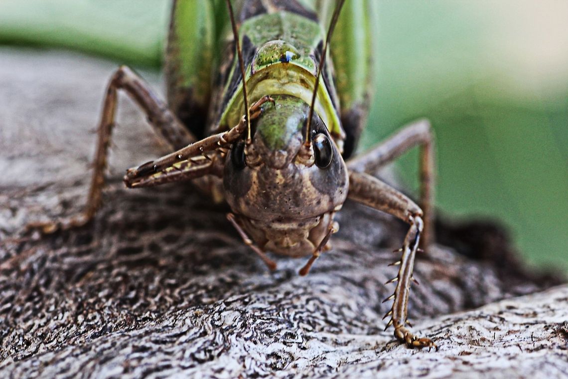 "Now where did I put my lunch" macro of forgetful grasshopper Bulgaria,Geotagged,Summer,grasshopper,insect,macro