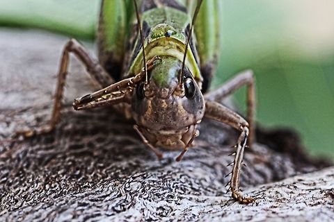"Now where did I put my lunch" macro of forgetful grasshopper Bulgaria,Geotagged,Summer,grasshopper,insect,macro