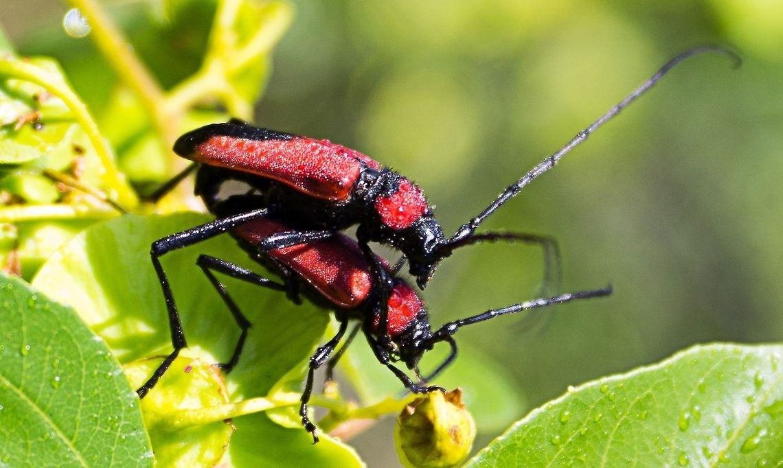 the_love_bugs Bugs doing what comes naturally and building up a sweat Purpuricenus budensis,bugs,insects,love,mating