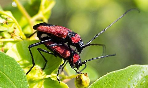 the_love_bugs Bugs doing what comes naturally and building up a sweat Purpuricenus budensis,bugs,insects,love,mating