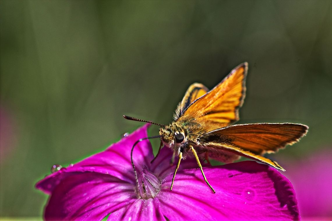 Breakfast nectar Bulgarian butterfly drinking Macro,butterfly,drink