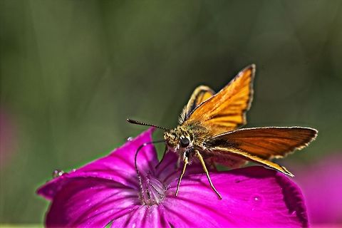 Breakfast nectar Bulgarian butterfly drinking Macro,butterfly,drink