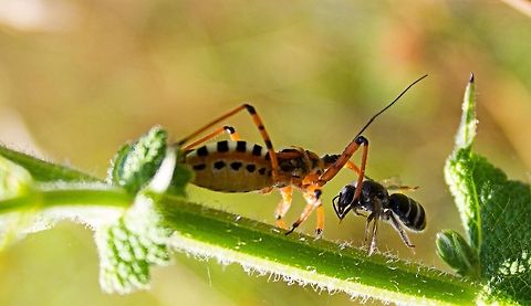 Breakfast To the victor the spoils!! Bulgaria,Geotagged,Summer,close up,food,insects,spider,web
