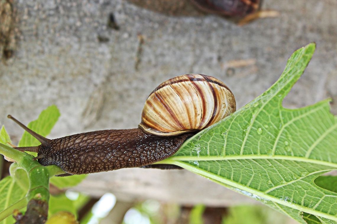 After the rain Garden snail on fig leaf Bulgaria,Geotagged,Spring,figleaf,garden,snail