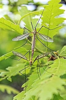 Making baby crane flies Just another opportunist capture Bulgaria,Geotagged,Spring,close up,crane fly,insects